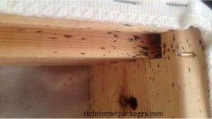A Way To Check New Furniture For Bed Bugs