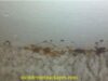 How To Check For Bed Bugs in Carpet and Clean?