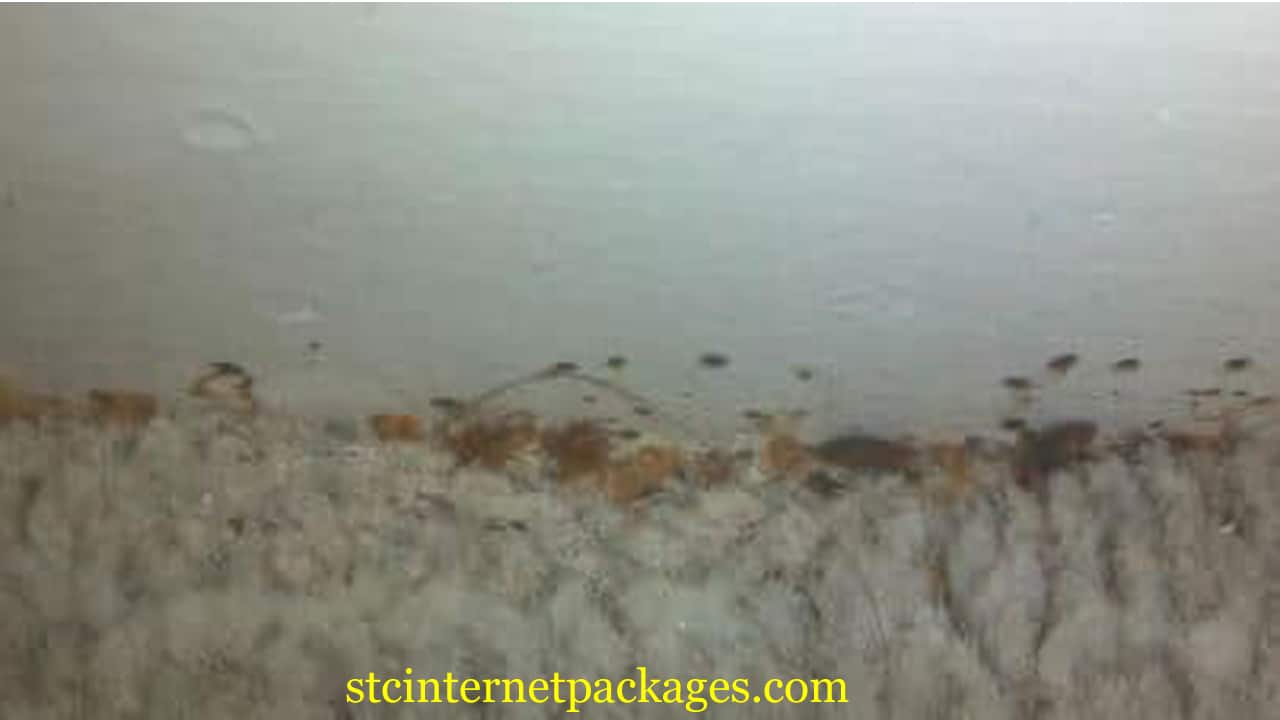 How To Check For Bed Bugs in Carpet and Clean?